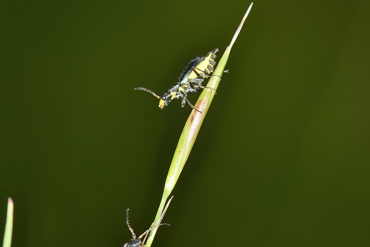 Tenere effusioni tra Malachiidae: Clanoptilus emarginatus